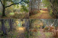 North Cliffe Wood Nature Reserve