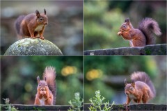 Red squirrel