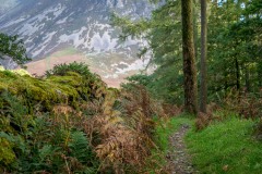 Lanthwaite Wood