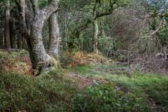 Lanthwaite Wood