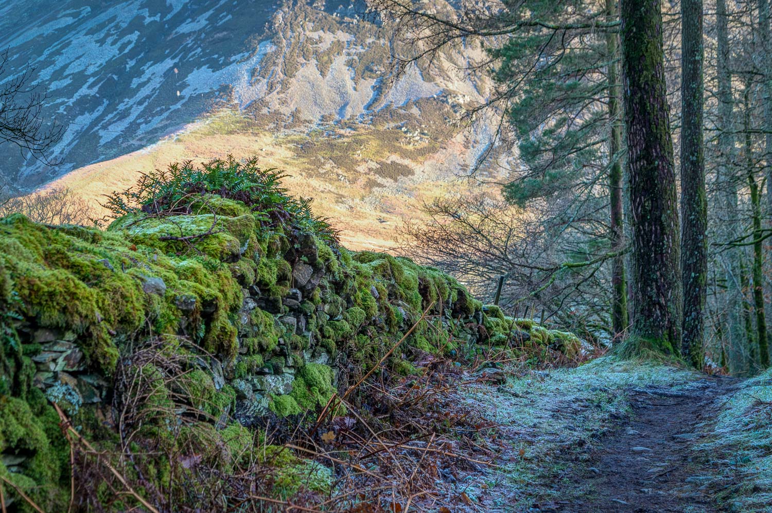 Lanthwaite Wood Lanthwaite Wood