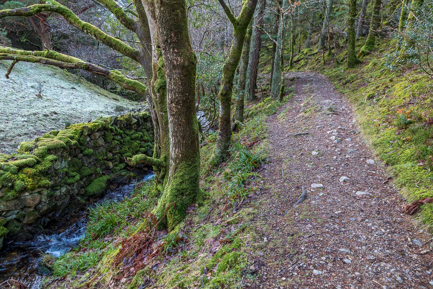 Lanthwaite Wood Lanthwaite Wood