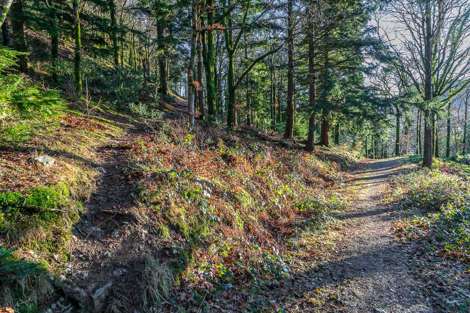 Lanthwaite Wood Lanthwaite Wood