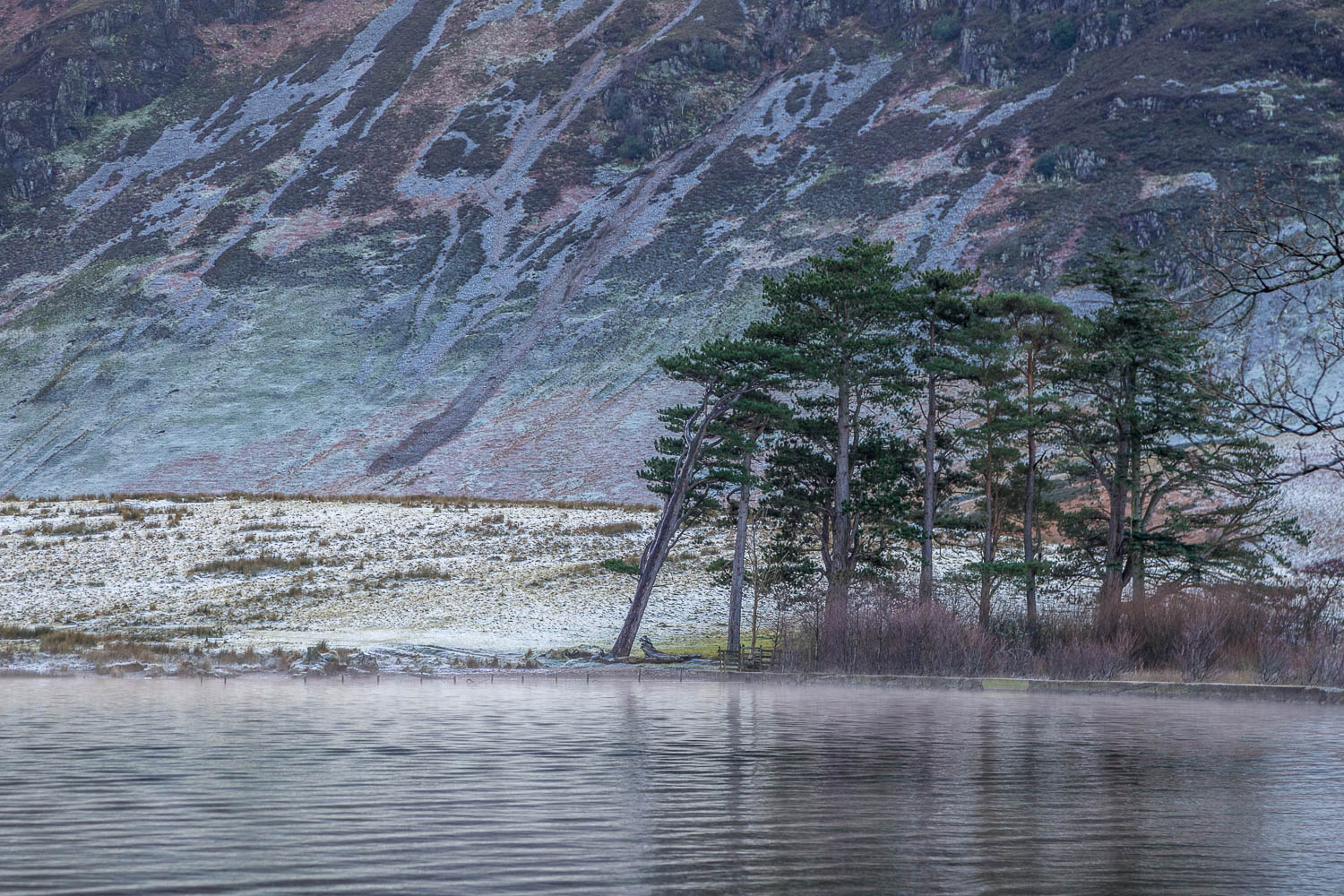 Crummock Water, pine trees Crummock Water, pine trees