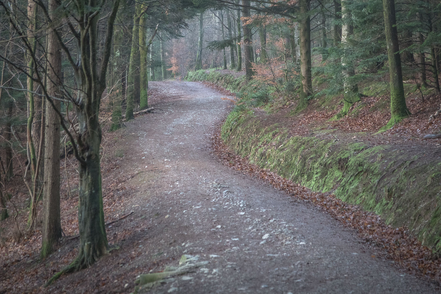 Lanthwaite Wood Lanthwaite Wood
