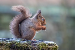 Red-squirrel