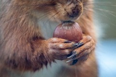 Red squirrel fingers