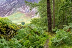 Lanthwaite Wood
