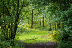 Lanthwaite Wood
