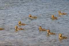 Mallard, Crummock Water