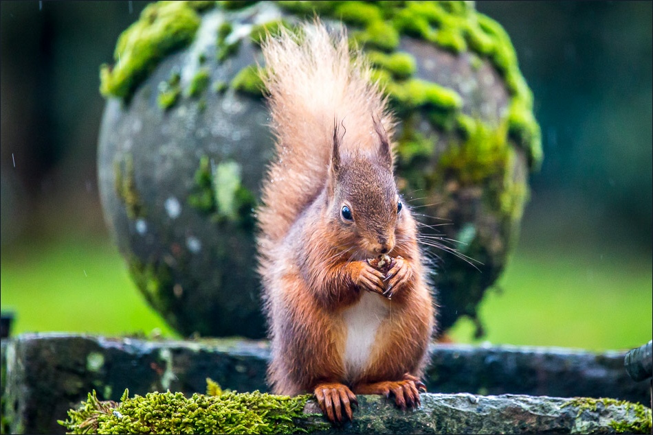 red squirrel with hazelnut, lake district