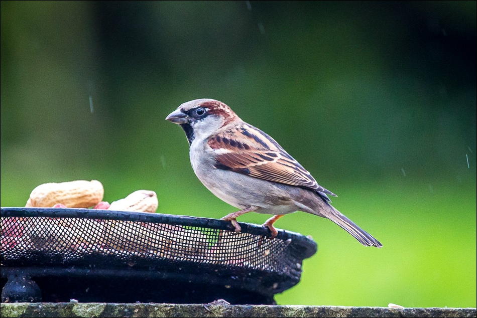 Tree sparrow, lake district
