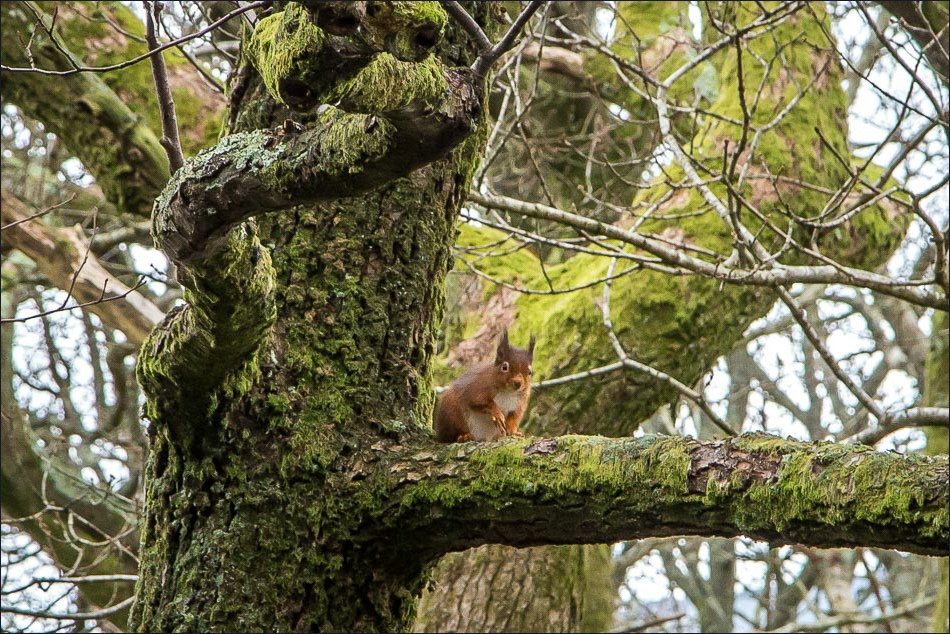 red squirrel Lanthwaite Wood