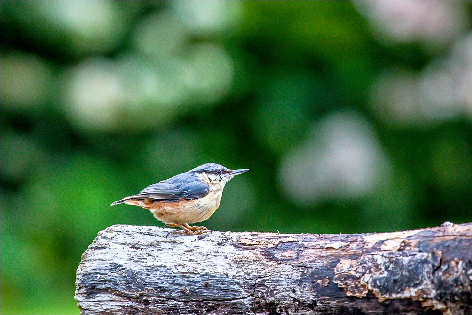 nuthatch Lake District