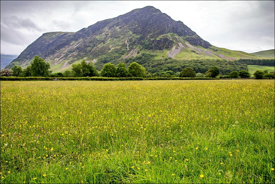 Buttercup meadow and Mellbreak