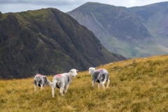 Dale Head walk, herdwick