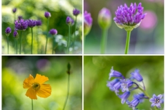 Spring flowers