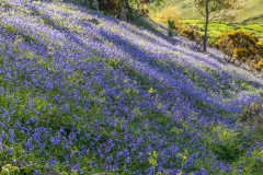 Rannerdale bluebells