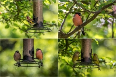 Finches