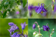 Spring flowers