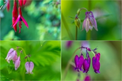Spring flowers