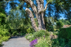 Dalemain garden