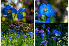 Dalemain meconopsis