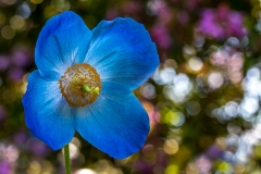 Meconopsis Grandis Dalemain