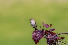 spotted flycatcher Lake District
