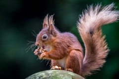 Red squirrel  lake district