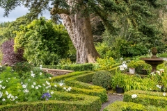 Dalemain garden, silver fir