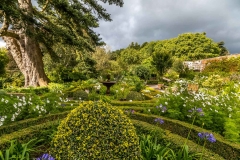 Dalemain garden, silver fir