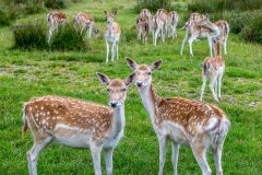 Dalemain fallow deer