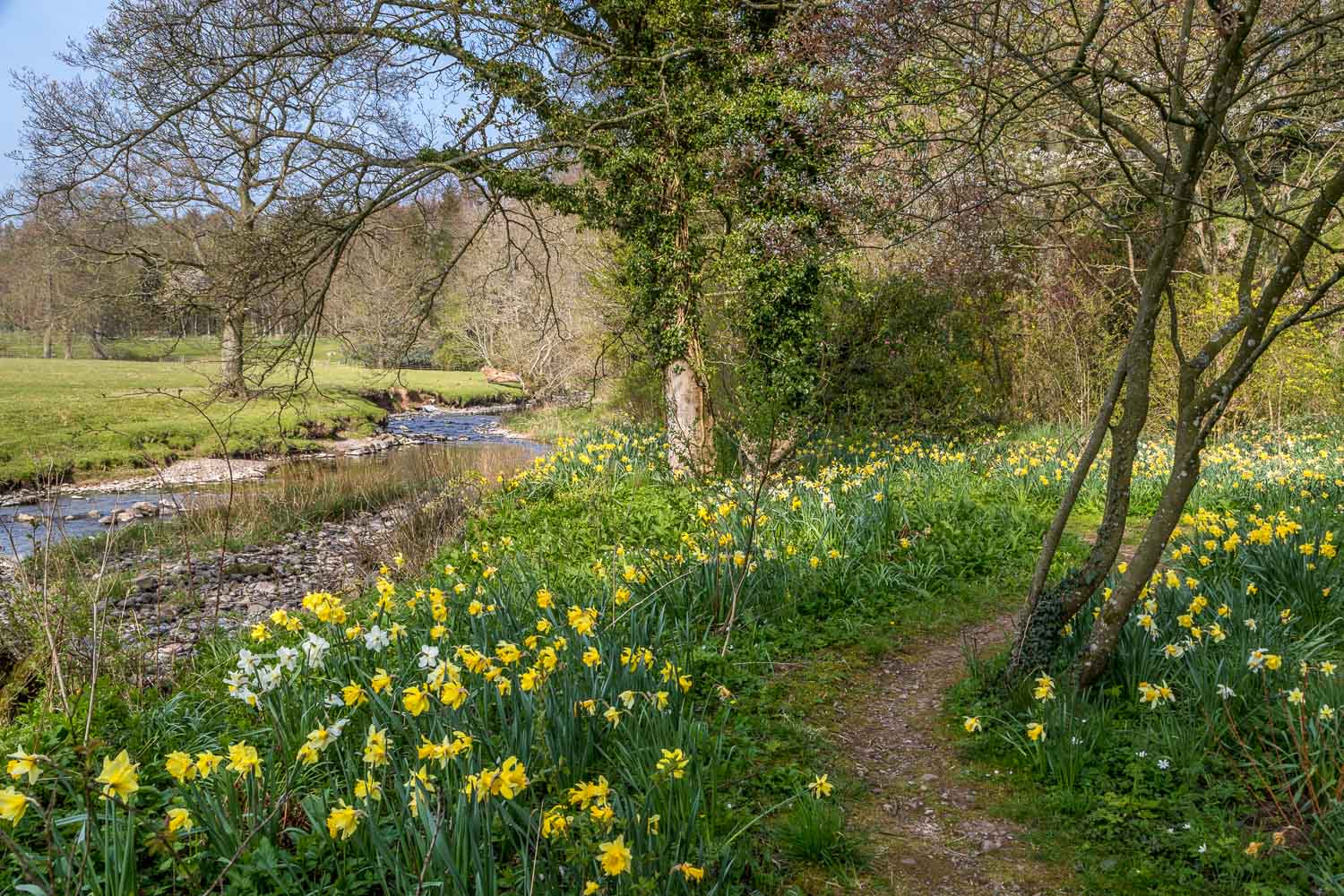 Dalemain Garden daffodils