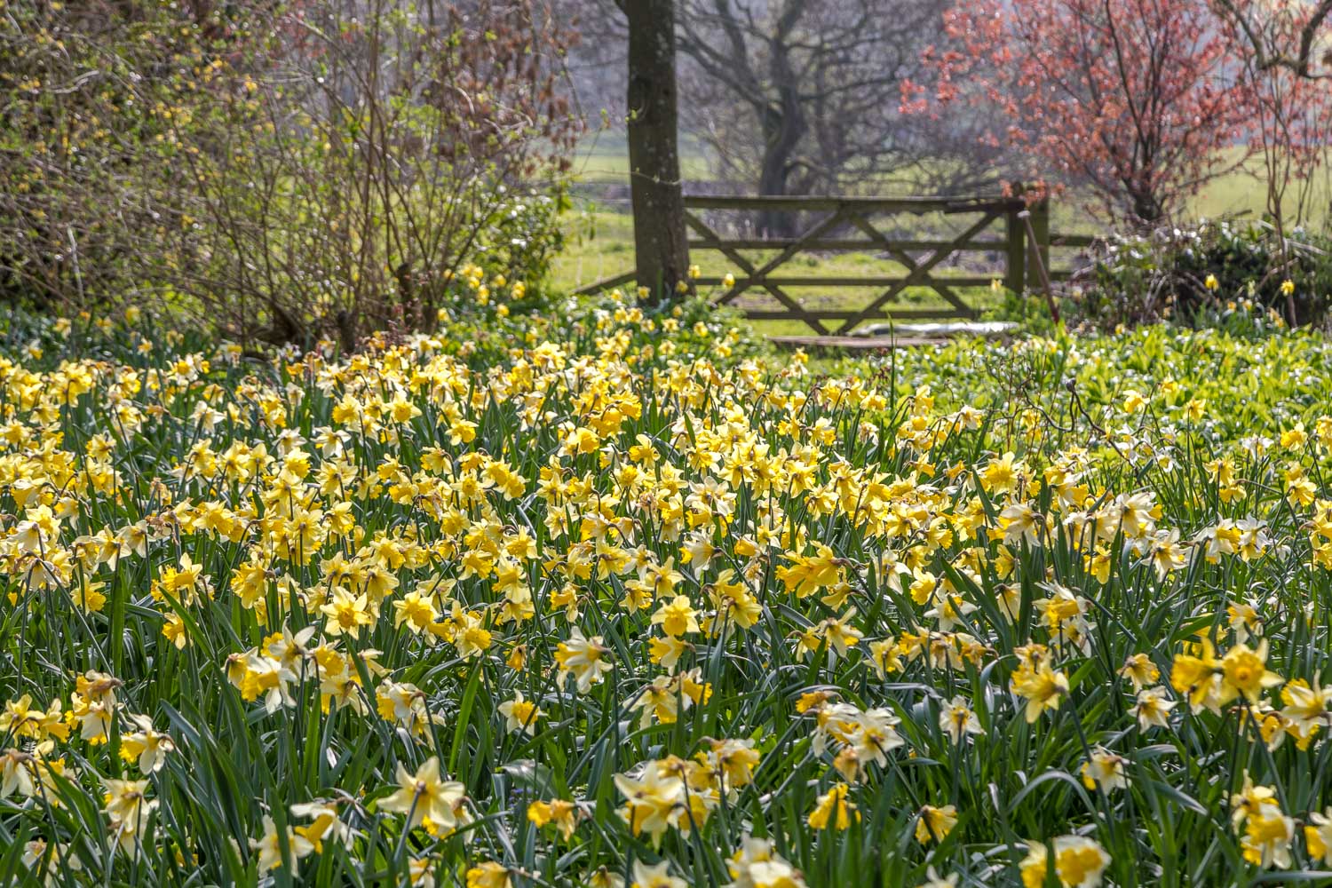 Dalemain Garden daffodils