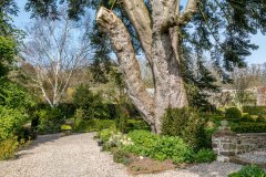 Dalemain Garden silver fir