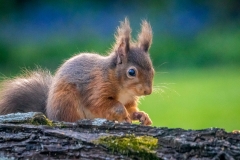 red squirrel