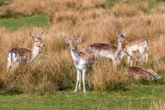 Dalemain fallow deer