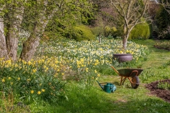 Dalemain Garden daffodils
