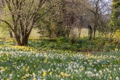 Dalemain Garden daffodils
