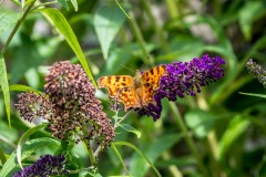 Comma butterfly