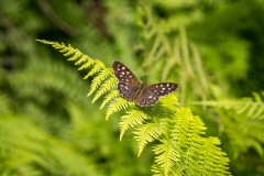 Walled brown