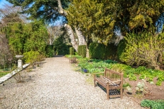 Dalemain Garden, silver fir