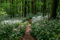 Dalemain to Dacre walk, Evening Bank Wood, wild garlic