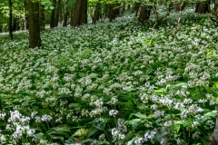 Dalemain to Dacre walk, Evening Bank Wood, wild garlic