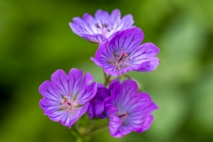 Dalemain garden geranium