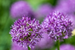 Dalemain garden allium