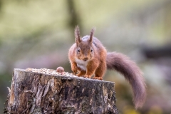 Red squirrel Lake District