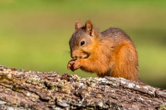 Red squirrel Lake District