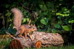 Red squirrel Lake District